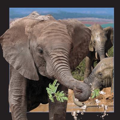 3D kort Elefant