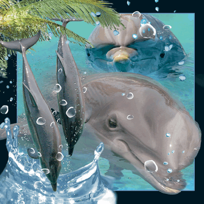 3D kort delfin dolphin